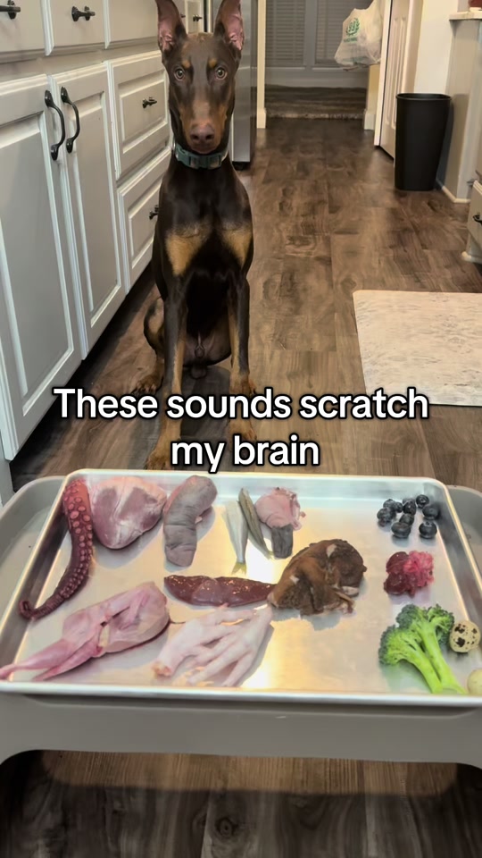 Would you let your dog eat this? Be honest 👇🏾 thumbnail from TikTok