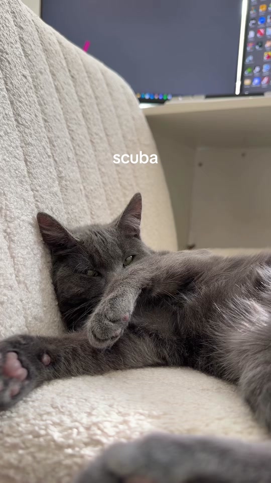 SCUBA thumbnail from TikTok