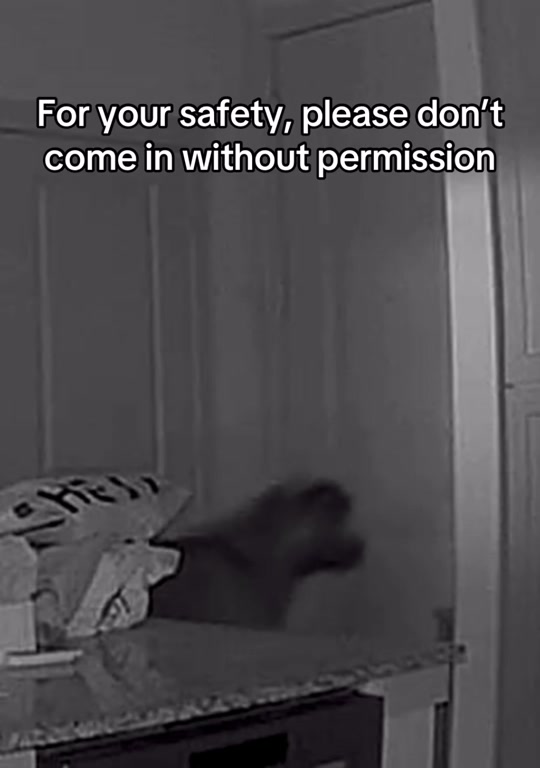 I feel bad for anyone that tries to break in🫠 thumbnail from TikTok