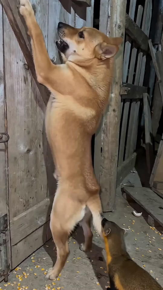 Goose: Who dares to snatch my spicy strips! Dog: Don't hit me! I have a heart condition! thumbnail from TikTok