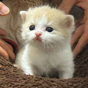 cutekitten37 channel avatar