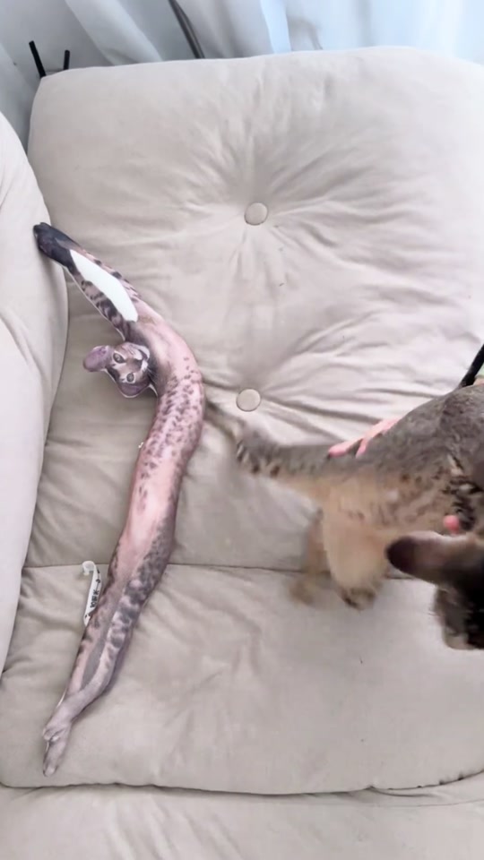 Cats love to stretch! thumbnail from TikTok