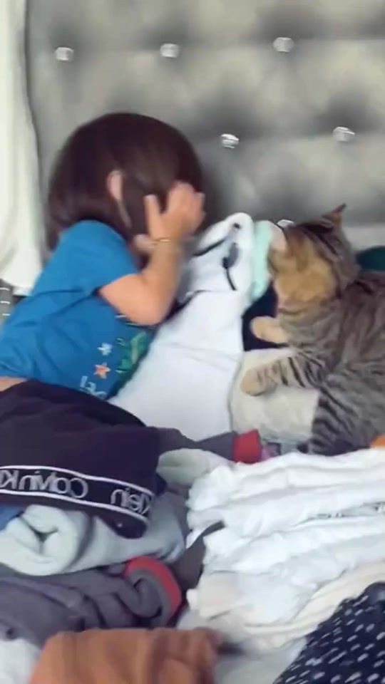 #cat #capcut #catoftiktok #catlovers thumbnail from TikTok