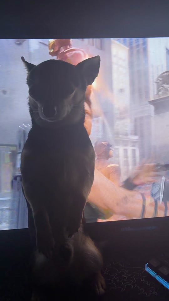 #kermit #fypツ #fyp #fypシ゚ #vairalvideo thumbnail from TikTok