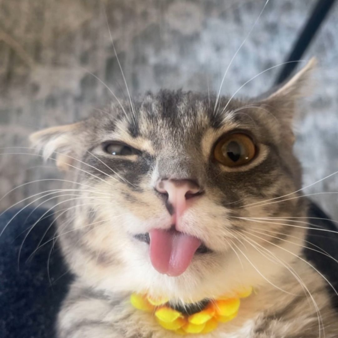 iamrigbycat channel avatar