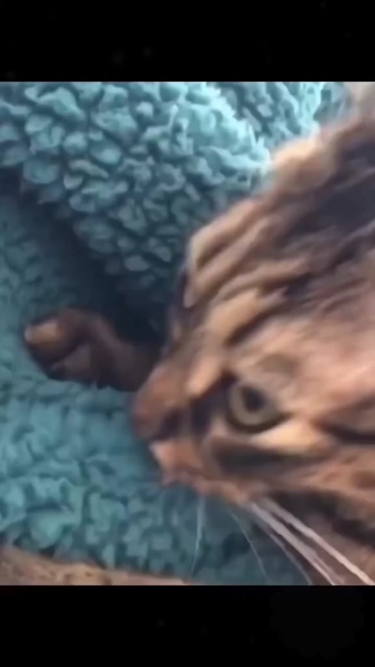 #funnyanimals #pet #fyp thumbnail from TikTok