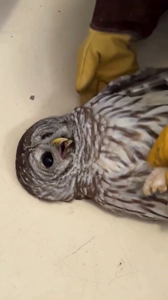 Funny owl 🦉😂🤣 thumbnail from TikTok