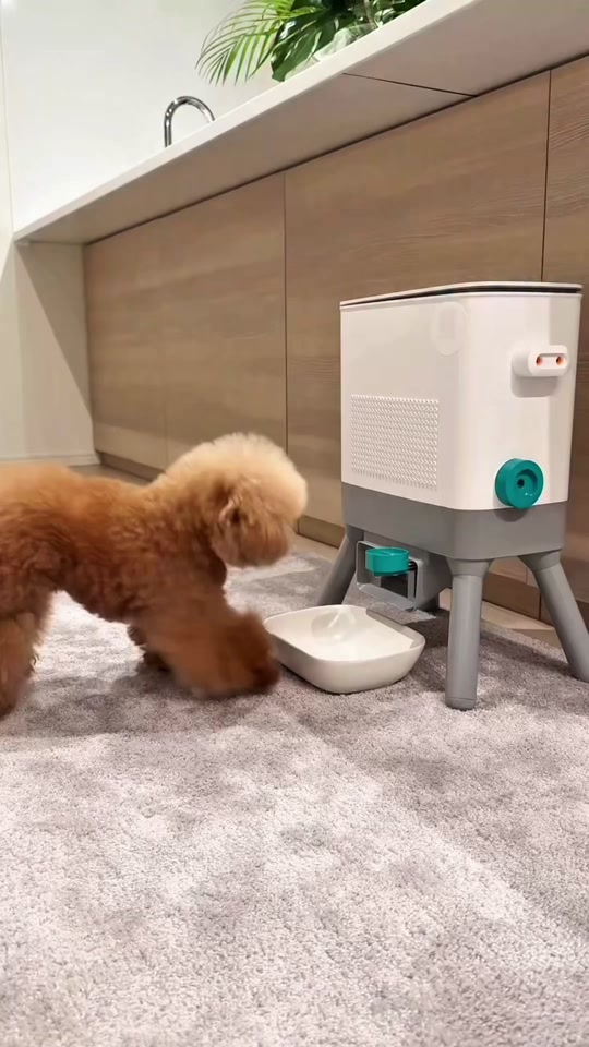 Why are all these animals angry with me? thumbnail from TikTok