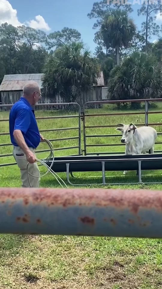 When the cow steals the spotlight 🐄✨ thumbnail from TikTok