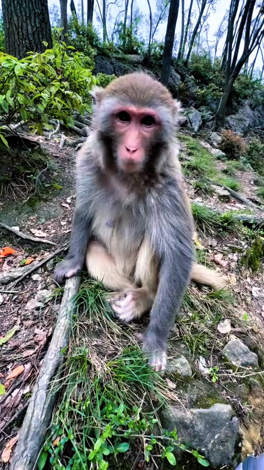 #tiktok #monkey #foryou thumbnail from TikTok