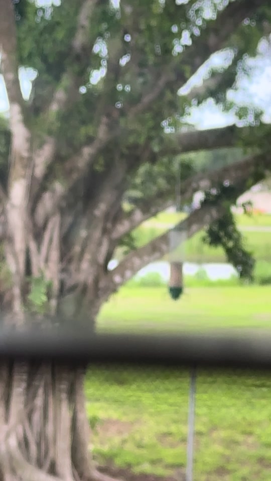 Round 2 ✌🏼  Bird feeder: 2, squirrel: 0 thumbnail from TikTok