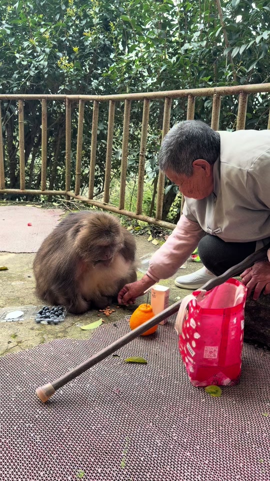 Xingxing suddenly attacked grandma. thumbnail from TikTok