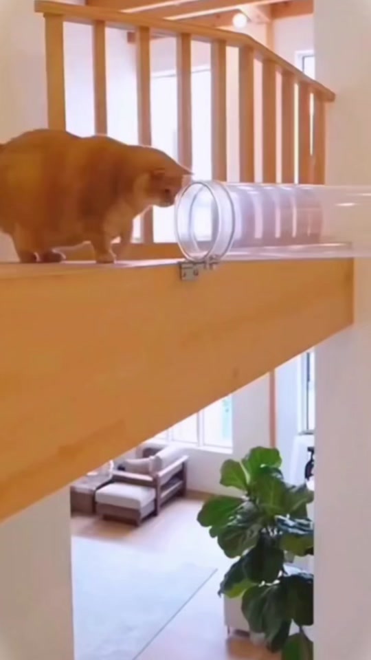 Cat’s Fastest Ride Ever 🕳️😝😝😝😂😂😂🤣🤣🤣🐈🐕….. thumbnail from TikTok