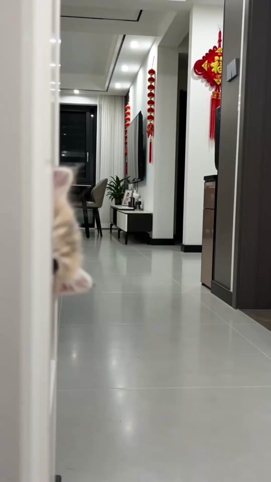 #cat #太可爱了 #治愈 thumbnail from TikTok