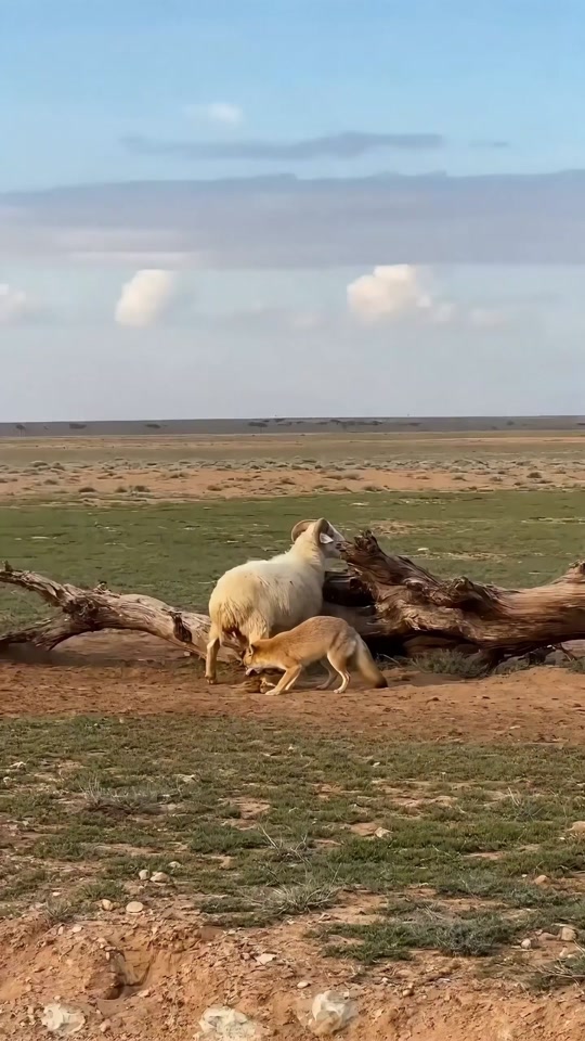 Sheep: I was extremely scared at that moment! thumbnail from TikTok
