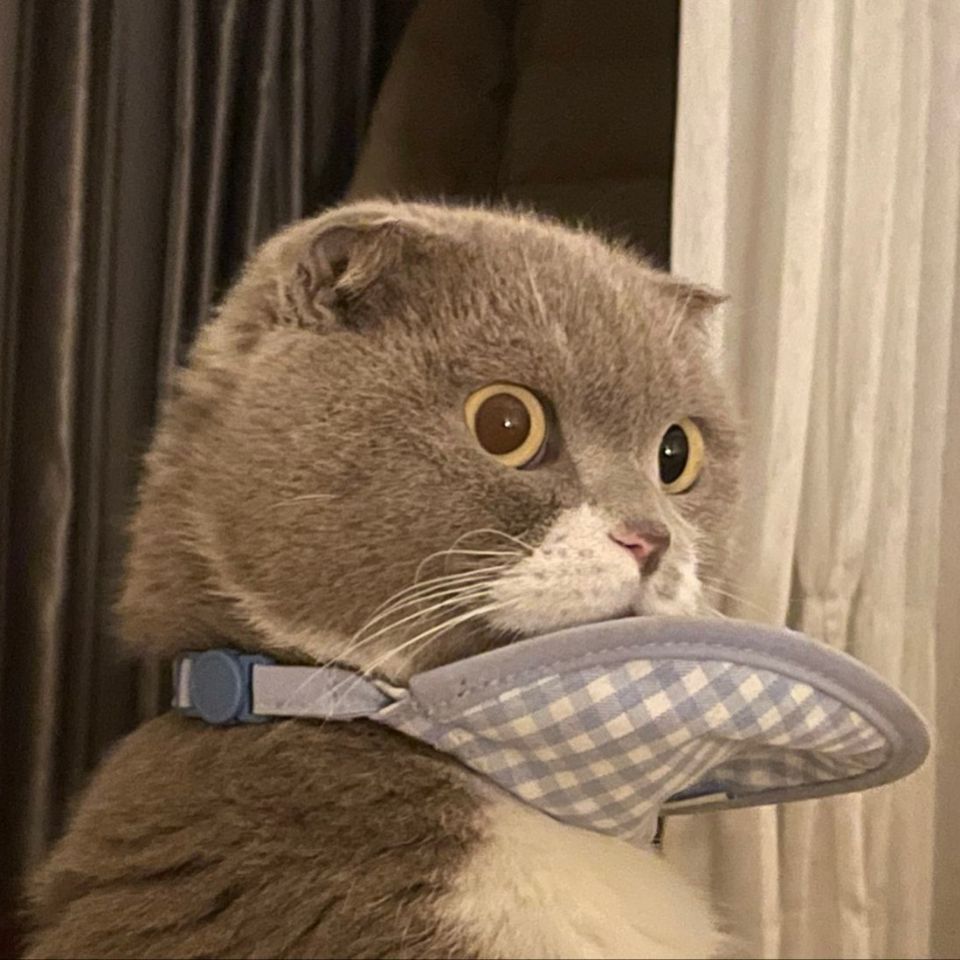 catbosssss channel avatar