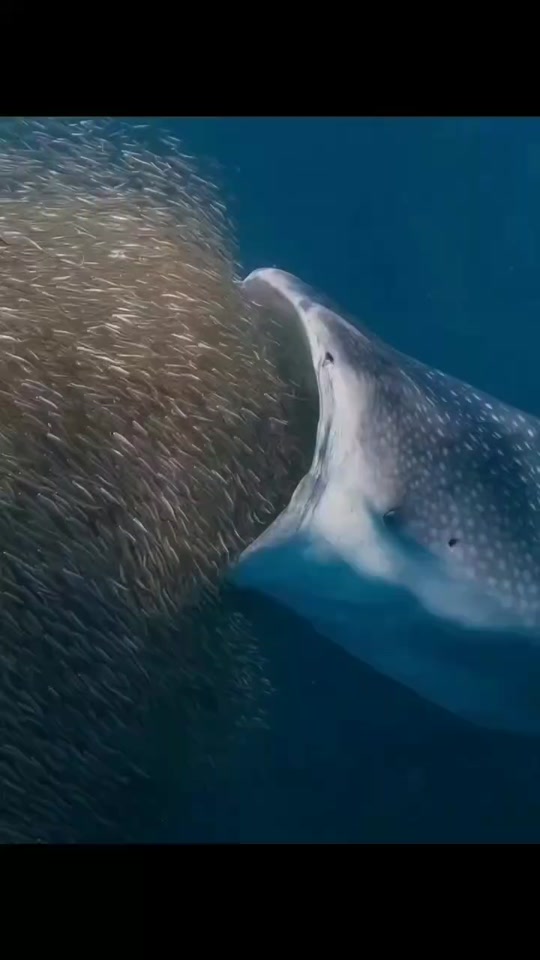 North Sea 🌊 Dangerous Fishing 🎣 Videos Deep Blue Ocean Videos thumbnail from TikTok