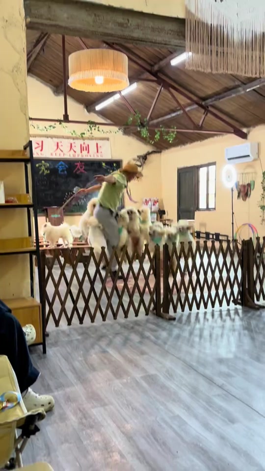 I’m finally here on Qingqing Grassland! Haha Dog Has Become a Spirit Pet School thumbnail from TikTok