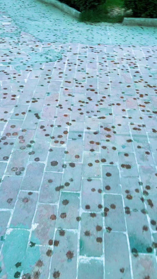 The smell of first rain drops… thumbnail from TikTok