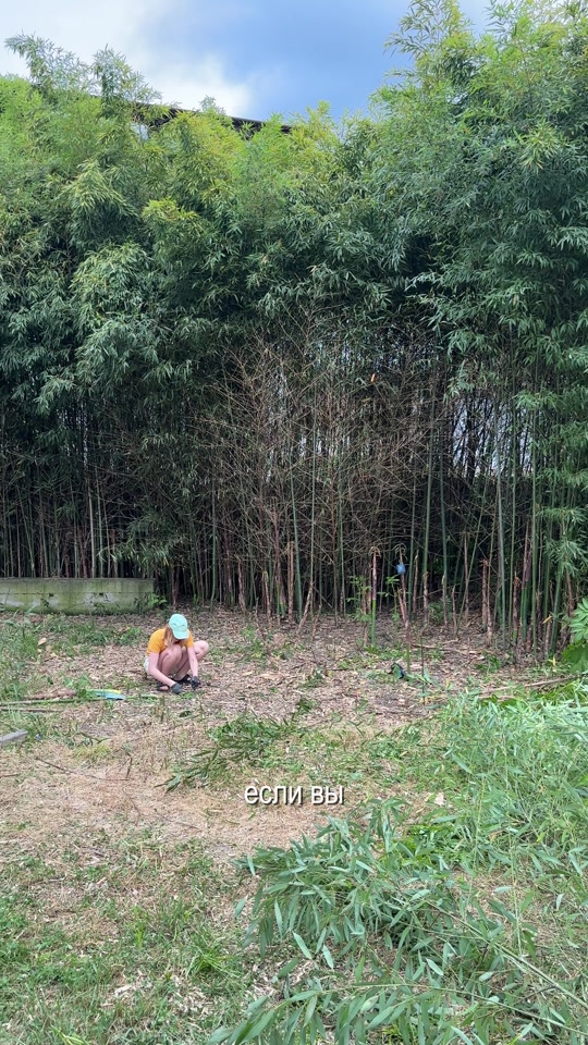Борьба с бамбуком 🌱 Часть 2! thumbnail from TikTok