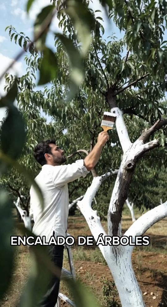 ENCALADO DE ÁRBOLES . El encalado de troncos es una práctica tradicional y altamente efectiva en la fruticultura y la... thumbnail from TikTok