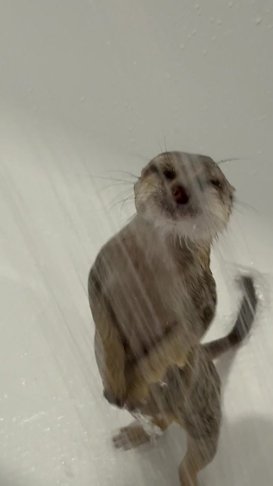 Swimming after a walk 👌 Купаюсь после прогулки 👌 thumbnail from TikTok