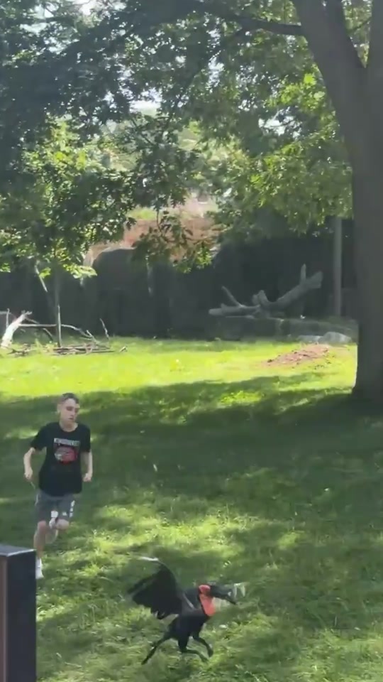 Un niño presuntamente con autismo entra al hábitat de unas aves en un zoológico de Milwaukee y persigue a uno de los ... thumbnail from TikTok