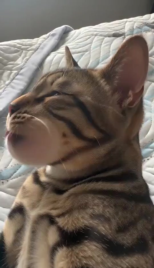 cute clip thumbnail from TikTok