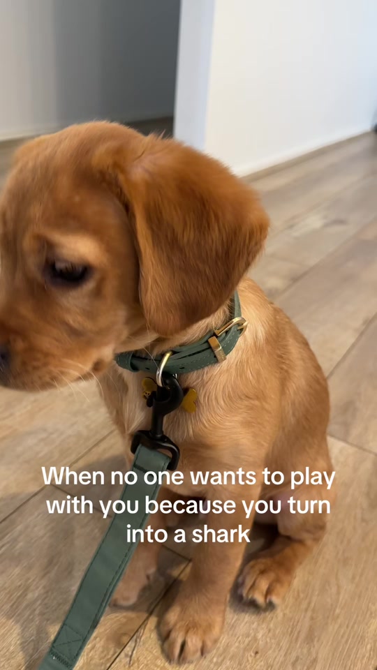 Land shark mode activated 🦈 thumbnail from TikTok