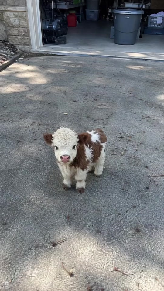 Guys, I have to show you our new baby Taylor! She’s only two days old, and her beautiful natural coloring completely ... thumbnail from TikTok