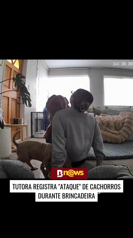 "ATAQUE" DE AMOR! DUPLA DE AMERICAN BULLY DERRUBA TUTORA NO CHÃO E VIRALIZA Um verdadeiro ataque de amor e lambeijos.... thumbnail from TikTok