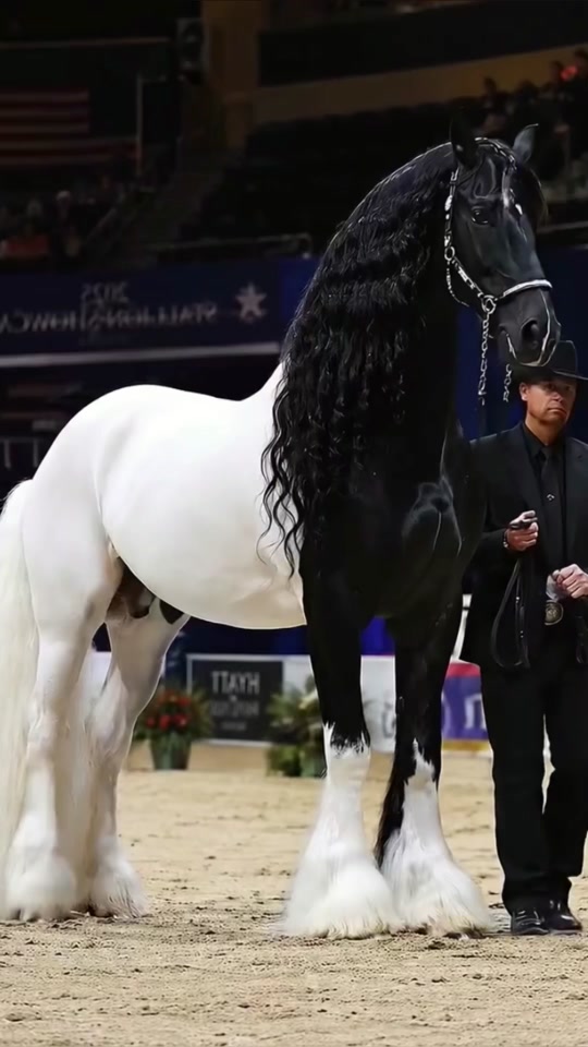 The 5 most beautiful horses on the planet thumbnail from TikTok
