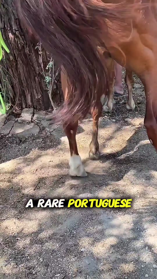 horse deeply shots legs power thumbnail from TikTok