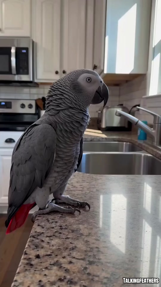These Parrots Are WAY Too Smart 😂🦜 thumbnail from TikTok