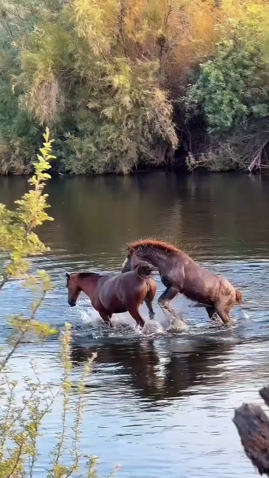 ALL Was Peaceful Until Spring Said NO! This Escalated Fast!... thumbnail from TikTok