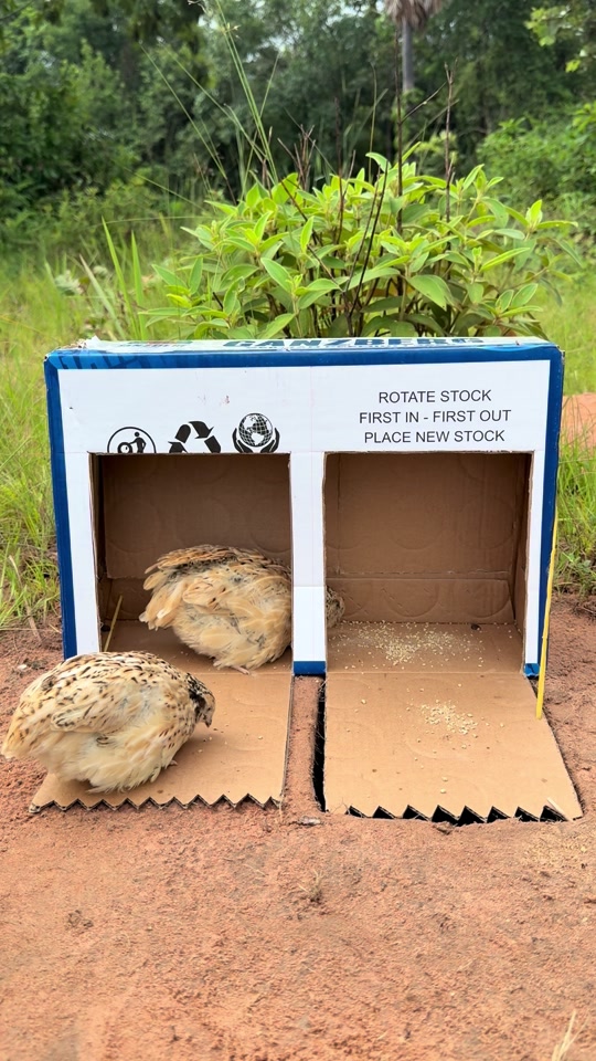 Create Amazing Quick Quail Trap Using Cardboard Box thumbnail from TikTok