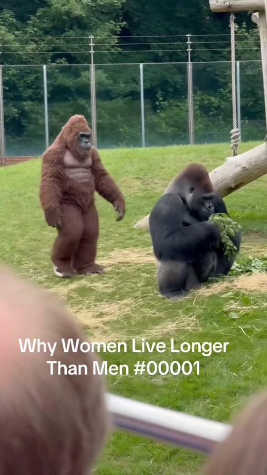 I did NOT expect this from a gorilla 😂 thumbnail from TikTok