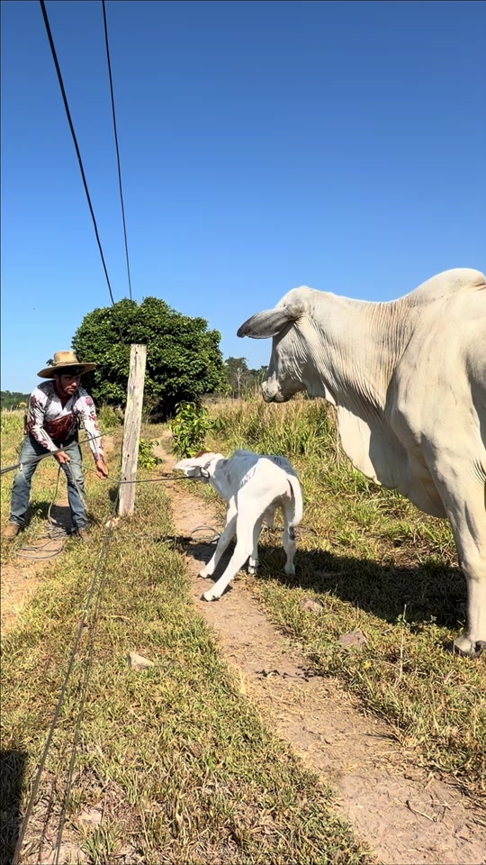 Curando o bezerro thumbnail from TikTok