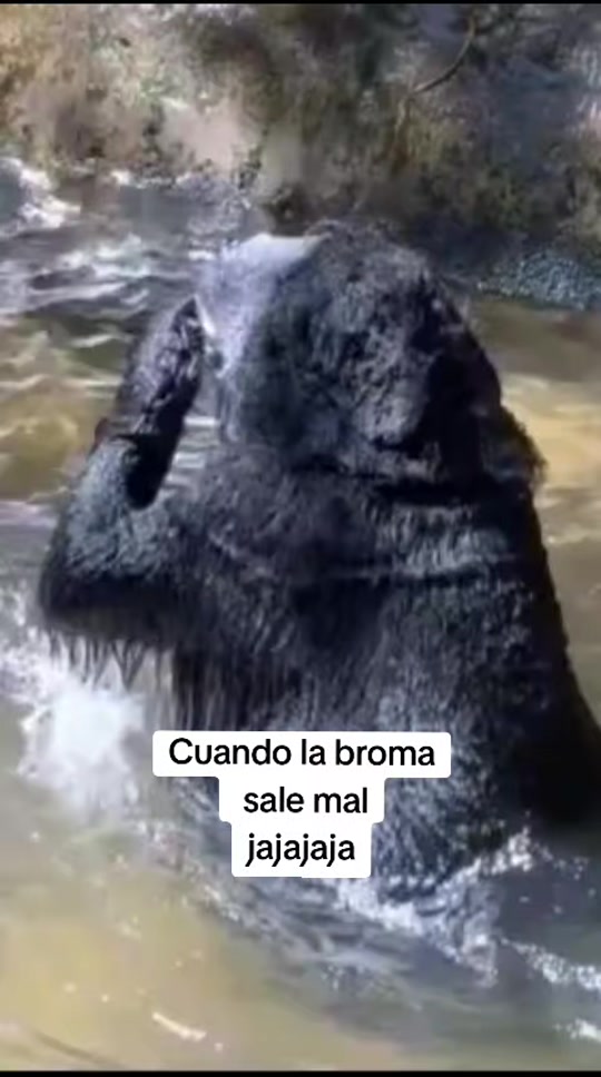 jajajja de armas tomar jajajaj thumbnail from TikTok