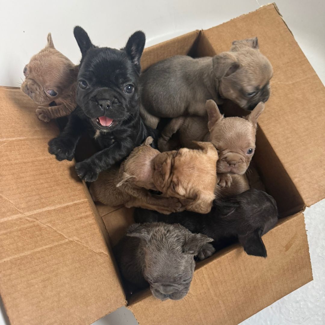 FrenchiePups channel avatar