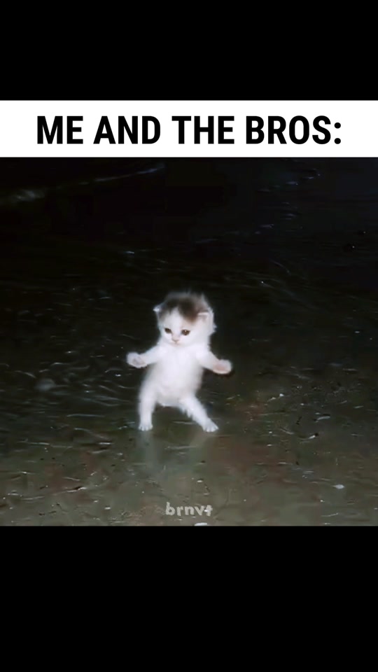 Cat dance so tuff 🤘🤘🤘💥ib:@Adam‼️ @meowtakeover thumbnail from TikTok