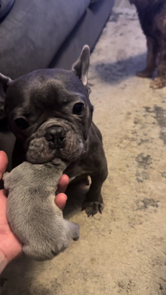 Frenchie mamma showing her babies thumbnail from TikTok