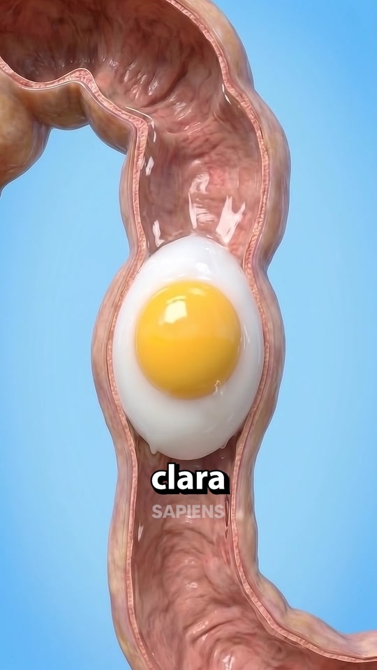 ¿Como se forman los huevos de una gallina? 🤔 thumbnail from TikTok