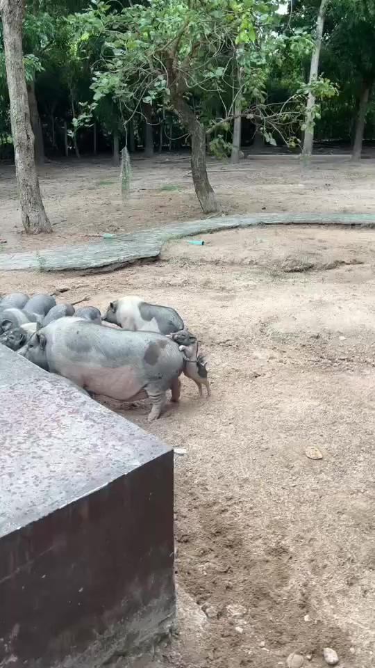 น้องงงง🐖🫣 thumbnail from TikTok