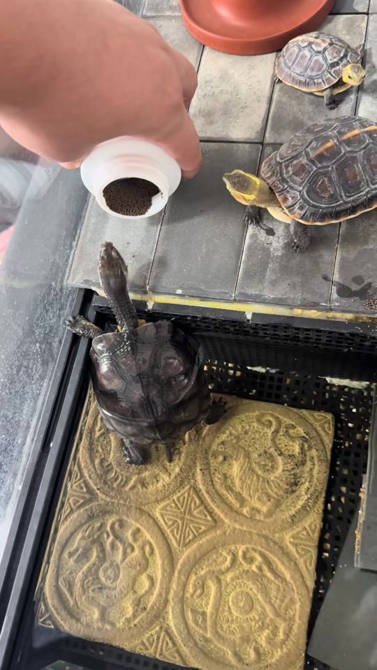 animal clip thumbnail from TikTok