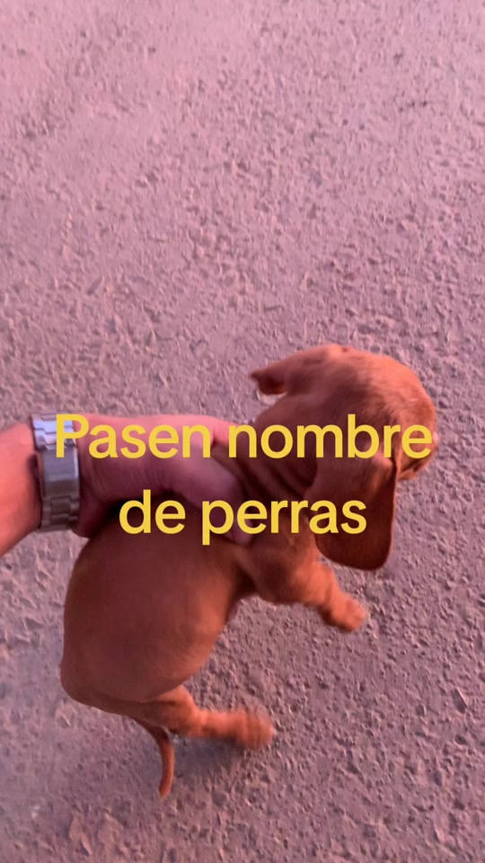 Solo de perras👀🐶 thumbnail from TikTok