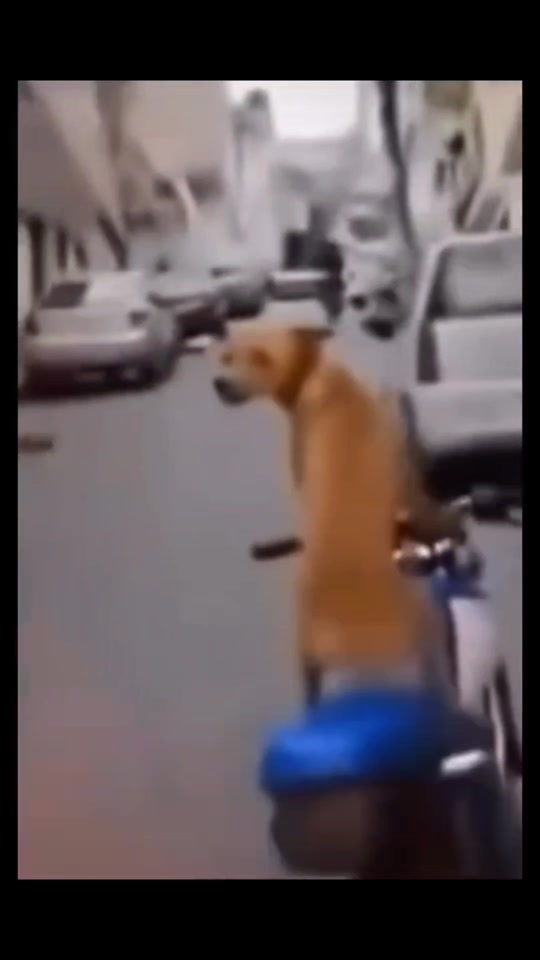dog clip thumbnail from TikTok