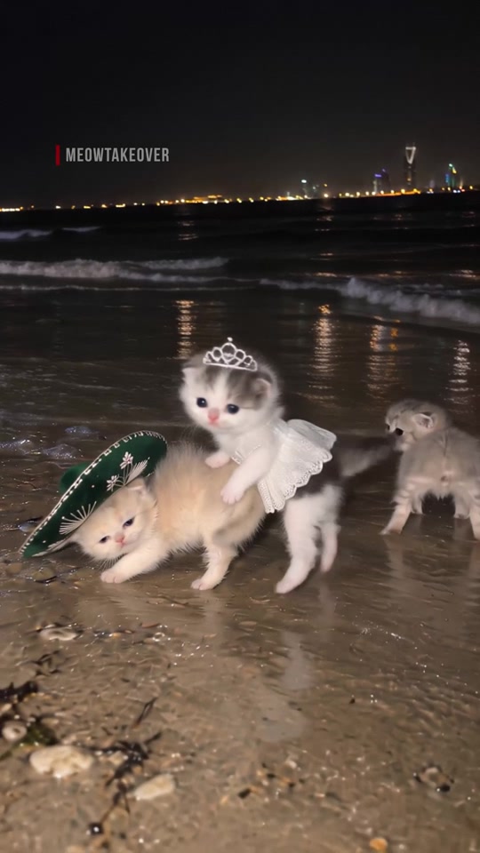 طلعة بساس جدة! 🦟😾💪 Gatitos Mexitos 🇲🇽 thumbnail from TikTok