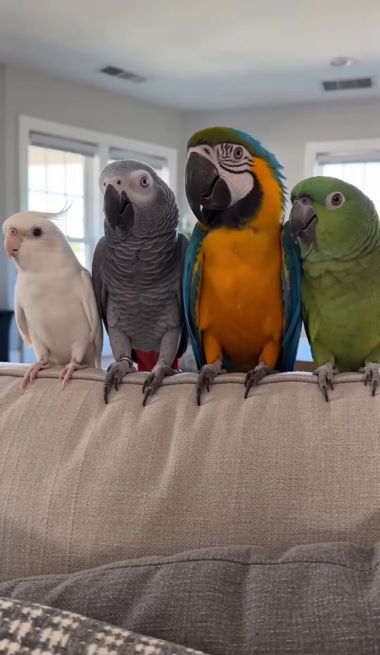 Last parrot said “For What”?😭 thumbnail from TikTok