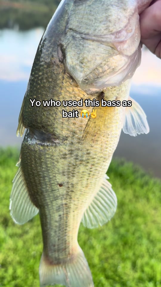 What was bro fishing for💀 thumbnail from TikTok